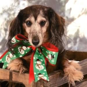 Meet your Posher, Susan